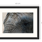 Ingelijste foto Oog Olifant 40 x 30 cm