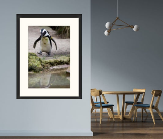 Ingelijste foto Pinguïn walk 40 x 30 cm